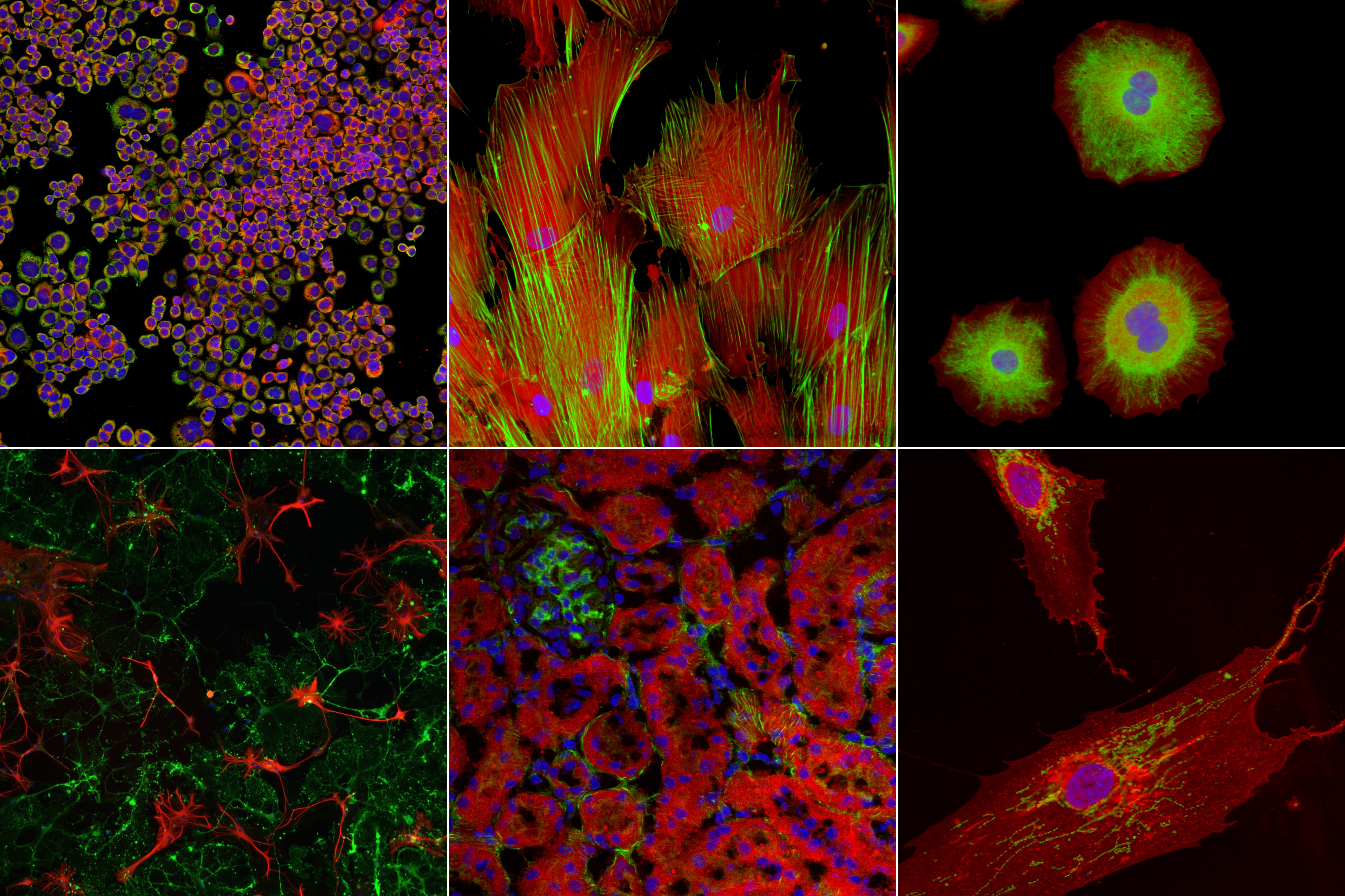 Various images captured by the Phenotypic Screening Facility